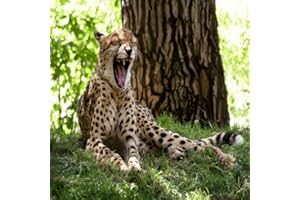 Cheetah Sound
