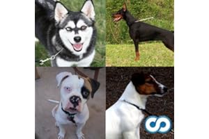 Quiz sulla razza canina