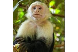Zoo per bambini interattivo