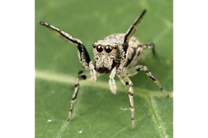 Ragno specie Trivia Quiz